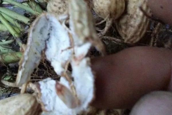 花生为什么会发生青枯病,重茬连作会导致青枯病越来越严重