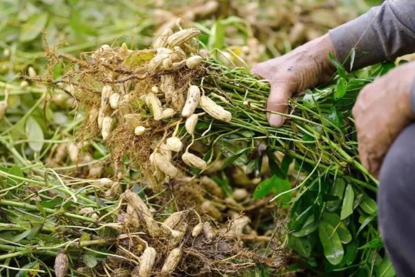 花生为什么会发生青枯病,重茬连作会导致青枯病越来越严重