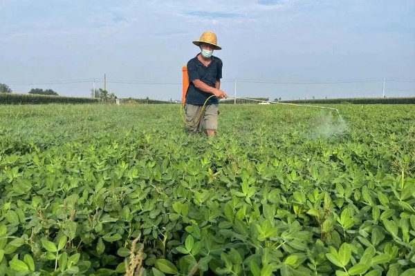 花生为什么会发生青枯病,重茬连作会导致青枯病越来越严重