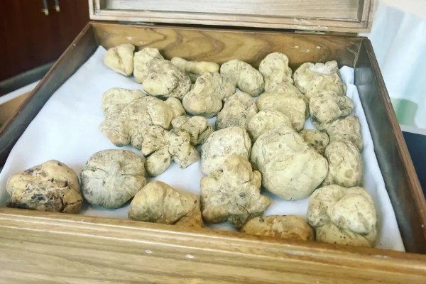白松露能不能人工种植，目前没有成功的案例