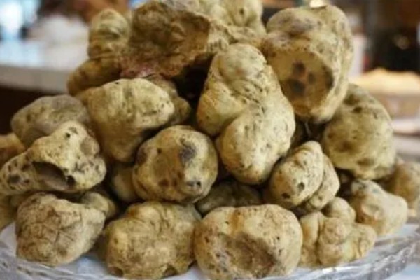 白松露能不能人工种植，目前没有成功的案例