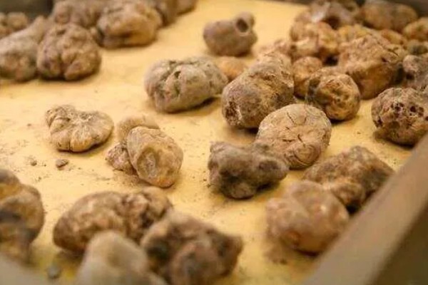 白松露能不能人工种植，目前没有成功的案例