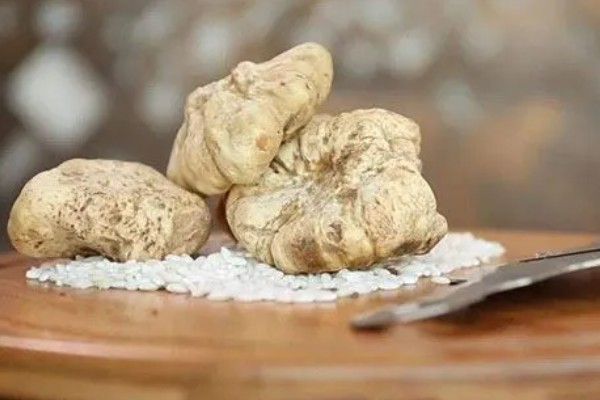 白松露能不能人工种植，目前没有成功的案例