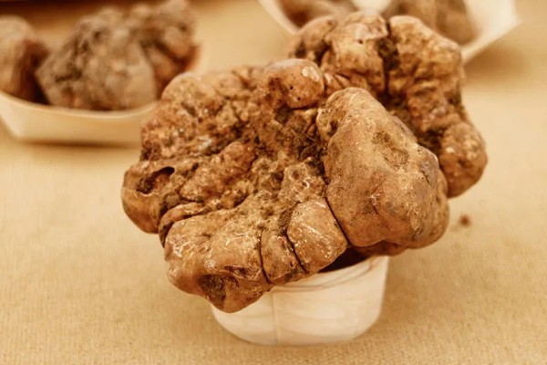 白松露能不能人工种植，目前没有成功的案例