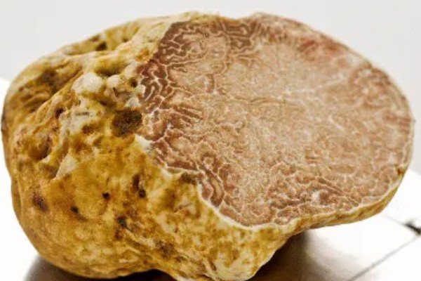 白松露能不能人工种植，目前没有成功的案例