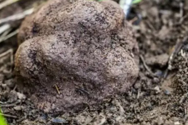 白松露能不能人工种植，目前没有成功的案例