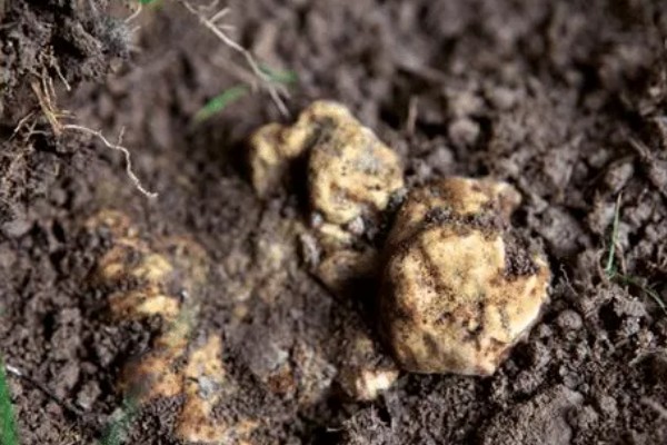 白松露能不能人工种植，目前没有成功的案例