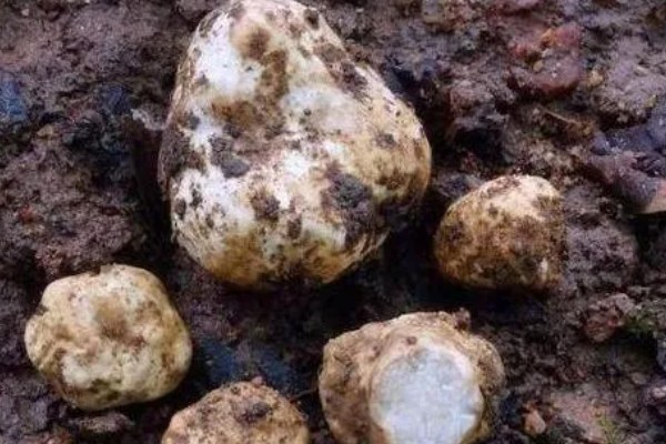 白松露能不能人工种植，目前没有成功的案例