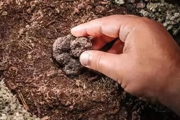 白松露能不能人工种植，目前没有成功的案例