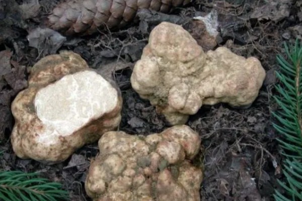 白松露能不能人工种植，目前没有成功的案例