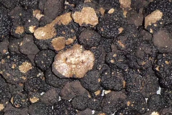 白松露能不能人工种植，目前没有成功的案例