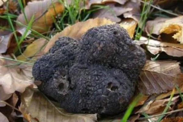 白松露能不能人工种植，目前没有成功的案例