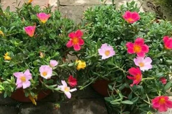 让半枝莲开花的方法，要养在光照充足的地方