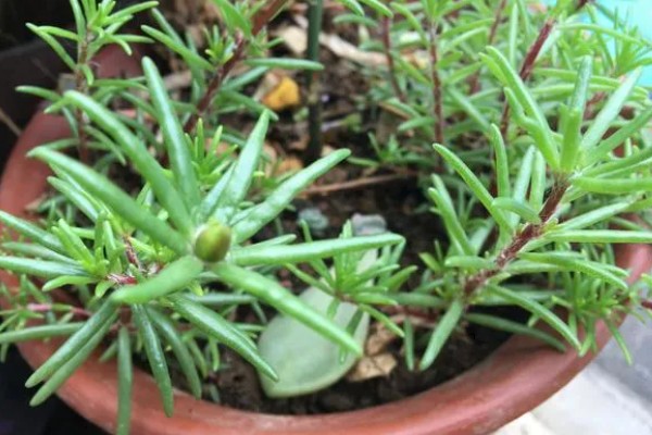 让半枝莲开花的方法，要养在光照充足的地方