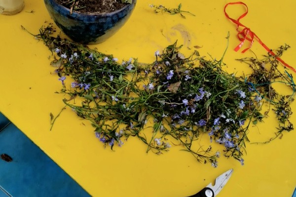 让半枝莲开花的方法，要养在光照充足的地方