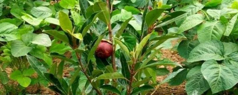 山竹盆栽的养殖方法，选择有机质含量较为丰富的土壤