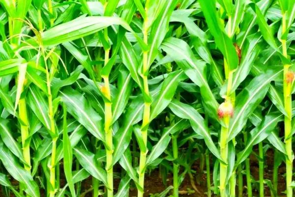 丰度191玉米种的特征特性，从出苗至成熟需要101天