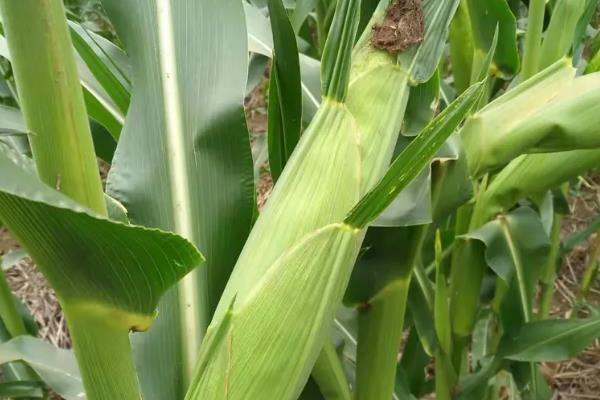 丰度191玉米种的特征特性，从出苗至成熟需要101天