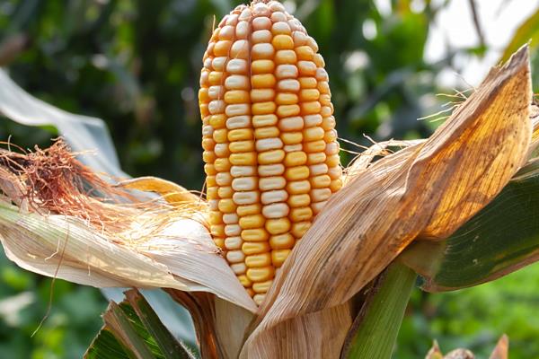 丰度191玉米种的特征特性，从出苗至成熟需要101天