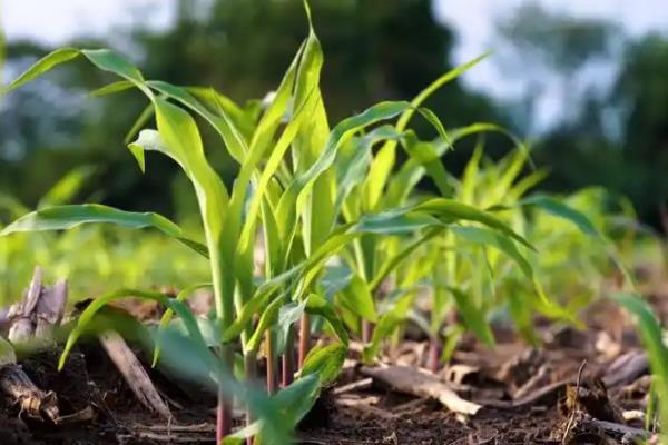 丰度191玉米种的特征特性，从出苗至成熟需要101天