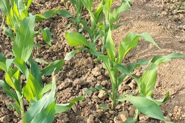 丰度191玉米种的特征特性，从出苗至成熟需要101天