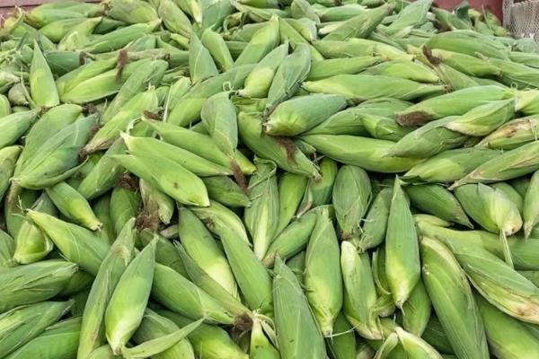 丰度191玉米种的特征特性，从出苗至成熟需要101天