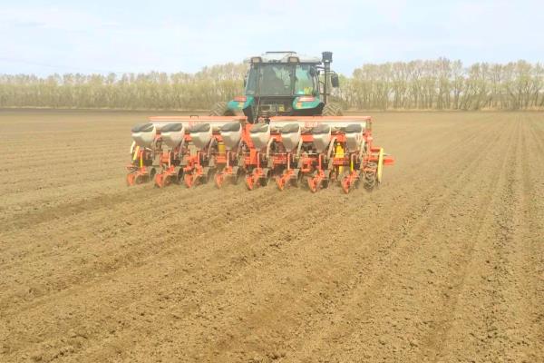 丰度191玉米种的特征特性，从出苗至成熟需要101天