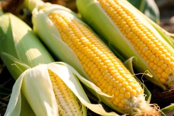 丰度191玉米种的特征特性，从出苗至成熟需要101天