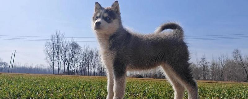 阿拉斯加雪橇犬与哈士奇的区别，眼睛和毛色均不同