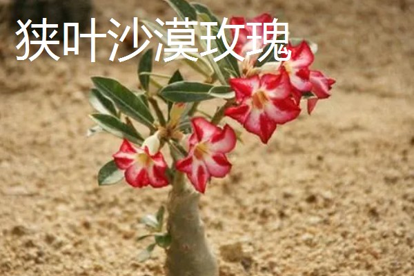 沙漠玫瑰如何打顶,长到10厘米左右就要进行