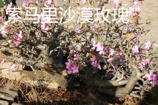 沙漠玫瑰如何打顶,长到10厘米左右就要进行