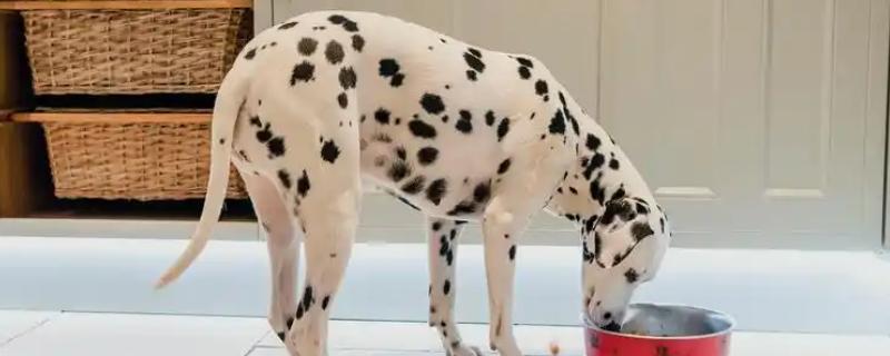 狗狗空腹就吐白沫的原因，可能是进食过少或太多