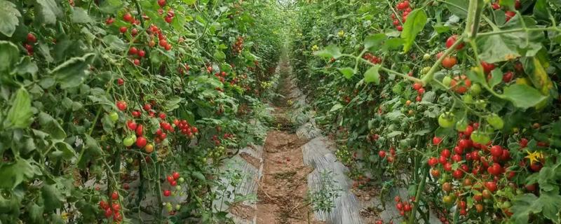 番茄种子如何种植，最好是在4-7月间进行播种