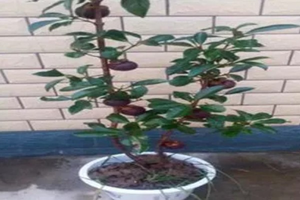 山竹盆栽的养殖方法，选择有机质含量较为丰富的土壤