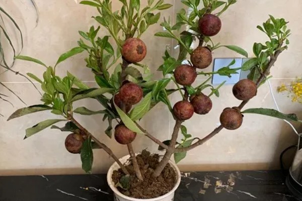 山竹盆栽的养殖方法，选择有机质含量较为丰富的土壤