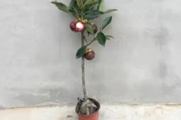 山竹盆栽的养殖方法，选择有机质含量较为丰富的土壤