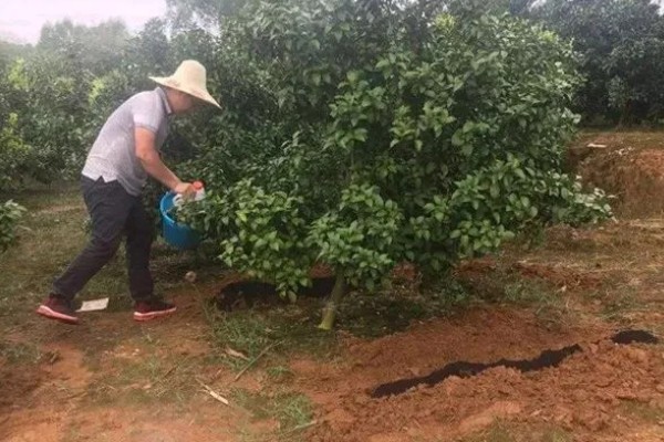 山竹盆栽的养殖方法，选择有机质含量较为丰富的土壤