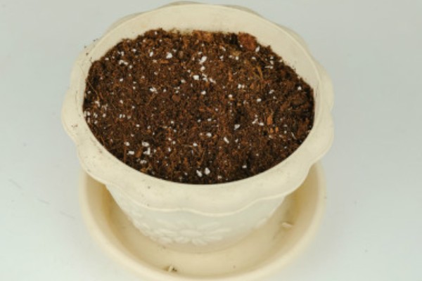 山竹盆栽的养殖方法，选择有机质含量较为丰富的土壤