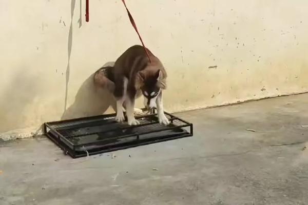 阿拉斯加雪橇犬与哈士奇的区别,眼睛和毛色均不同