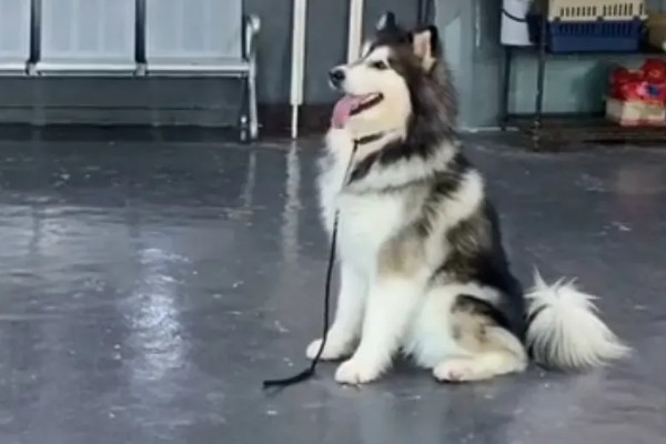 阿拉斯加雪橇犬与哈士奇的区别,眼睛和毛色均不同