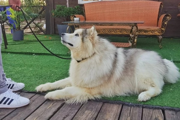阿拉斯加雪橇犬与哈士奇的区别,眼睛和毛色均不同