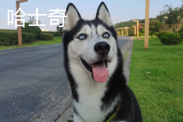 阿拉斯加雪橇犬与哈士奇的区别,眼睛和毛色均不同