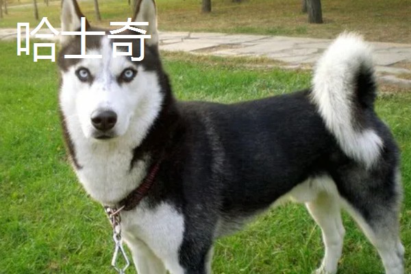 阿拉斯加雪橇犬与哈士奇的区别,眼睛和毛色均不同