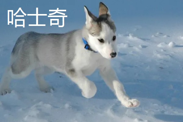 阿拉斯加雪橇犬与哈士奇的区别,眼睛和毛色均不同