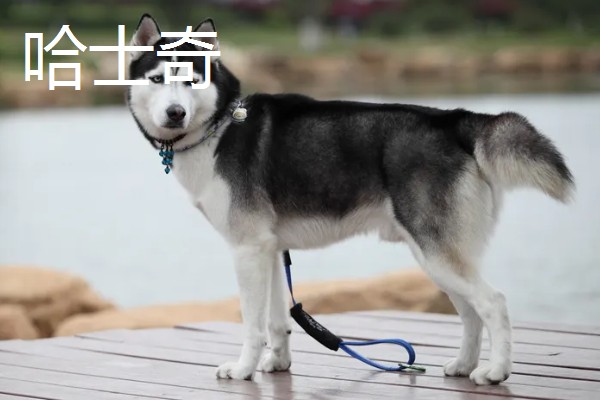 阿拉斯加雪橇犬与哈士奇的区别,眼睛和毛色均不同