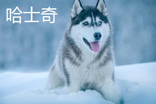 阿拉斯加雪橇犬与哈士奇的区别,眼睛和毛色均不同