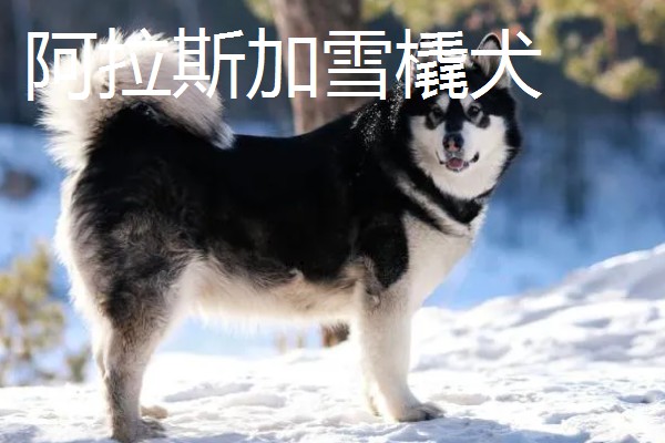 阿拉斯加雪橇犬与哈士奇的区别,眼睛和毛色均不同