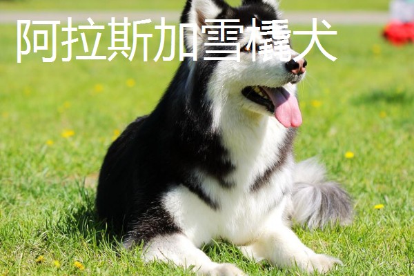 阿拉斯加雪橇犬与哈士奇的区别,眼睛和毛色均不同