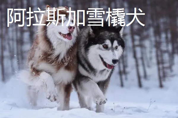 阿拉斯加雪橇犬与哈士奇的区别,眼睛和毛色均不同
