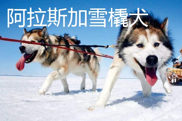 阿拉斯加雪橇犬与哈士奇的区别,眼睛和毛色均不同